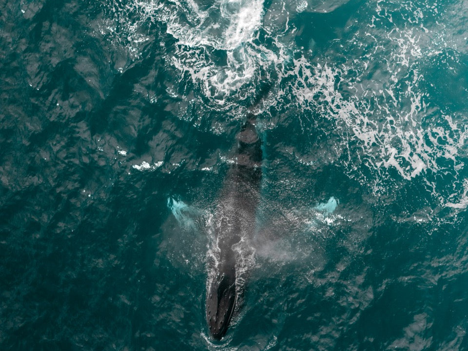 OCEAN COLLECTION